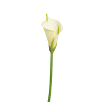 Calla Lilies - White - Realistic - Vase Decorations